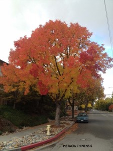 Pistacia chinensis - fall